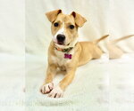 Small #3 Mutt