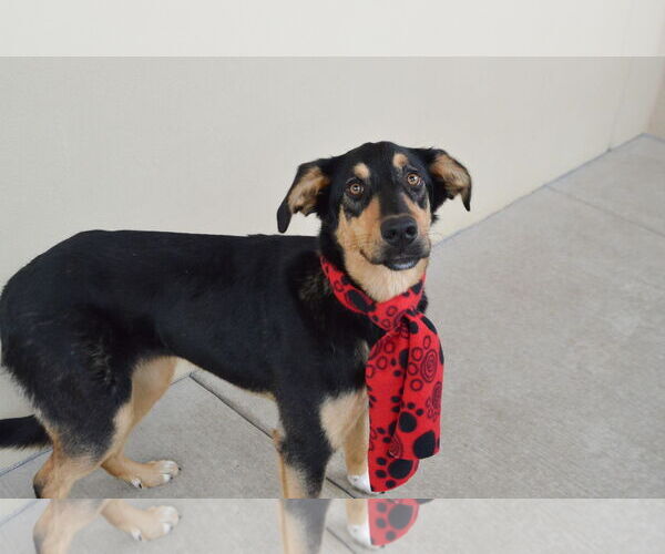 Medium Photo #3 Borador Puppy For Sale in McKinney, TX, USA