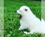 Small Photo #2 American Eskimo Dog Puppy For Sale in MERRITT IS, FL, USA