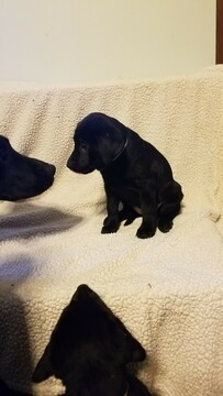 Medium Photo #1 Labrador Retriever Puppy For Sale in DYERSVILLE, IA, USA