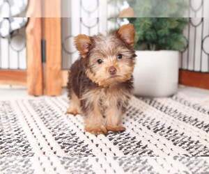 Yorkshire Terrier Puppy for sale in NAPLES, FL, USA