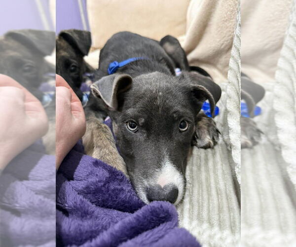 Medium Photo #4 Holland Shepherd-Unknown Mix Puppy For Sale in Imlay City, MI, USA