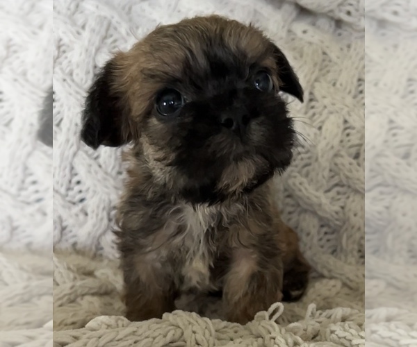 Medium Photo #2 French Bulldog Puppy For Sale in DENTON, MD, USA