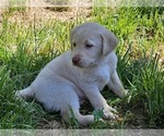 Puppy Red Puppy Labrador Retriever