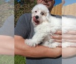 Small Photo #4 Maltipoo Puppy For Sale in BRISTOL, PA, USA