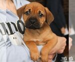 Small #1 Labrador Retriever Mix