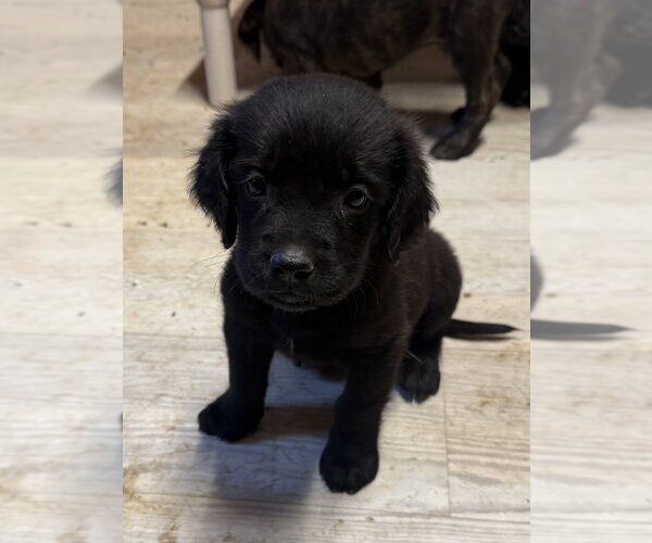 Medium Photo #2 Golden Retriever-Unknown Mix Puppy For Sale in Bolivar, MO, USA