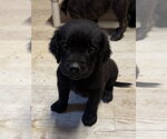 Small #1 Golden Retriever Mix