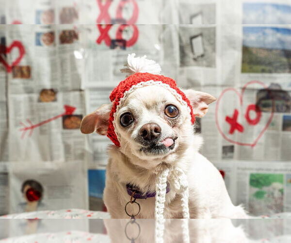 Medium Photo #8 Chihuahua-Unknown Mix Puppy For Sale in Mundelein, IL, USA