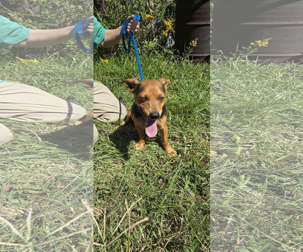 Medium Photo #2 Chiweenie Puppy For Sale in Missouri City, TX, USA