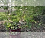 Small #3 Siberian Husky