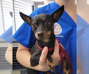 Miniature Pinscher Dogs for adoption in San Bernardino, CA, USA