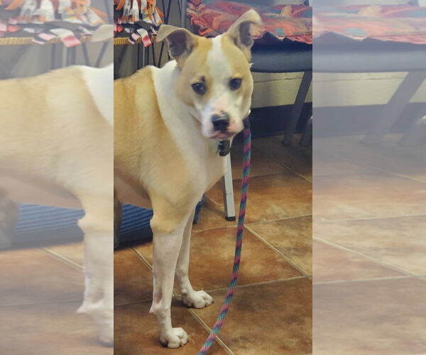 Medium Photo #3 Mutt Puppy For Sale in Amarillo, TX, USA