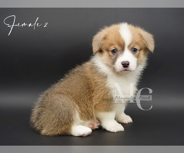 Medium Photo #10 Pembroke Welsh Corgi Puppy For Sale in FLORALA, AL, USA