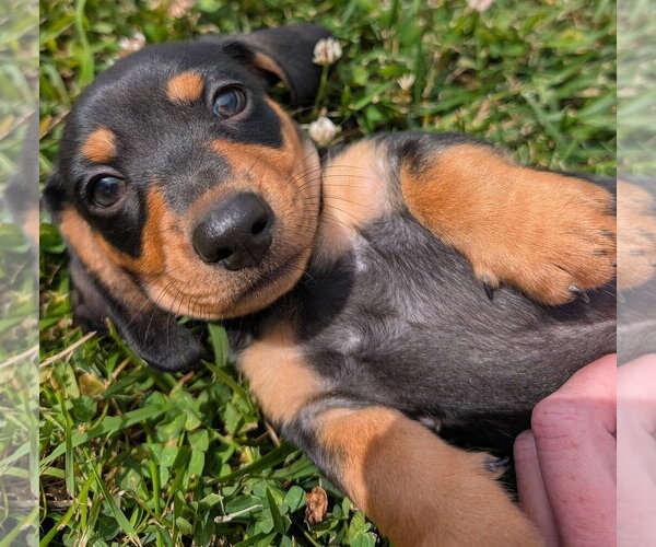 Medium Photo #2 Dachshund Puppy For Sale in Shelbyville, TN, USA