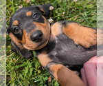 Small #1 Dachshund