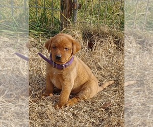 Labrador Retriever Puppy for sale in MC GAHEYSVILLE, VA, USA