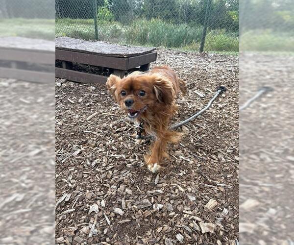 Medium Photo #1 Cavalier King Charles Spaniel Puppy For Sale in Waterford, VA, USA