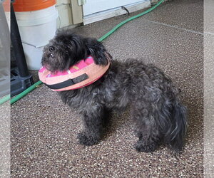 Baby - Female Maltipoo (Toy) Dog for Adoption - Photo #3