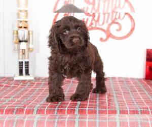 Cocker Spaniel Puppy for sale in BEL AIR, MD, USA