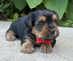 Yorkshire Terrier Puppy for sale in DEWY ROSE, GA, USA