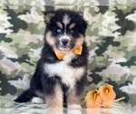 Small Photo #9 Pomeranian-Pomsky Mix Puppy For Sale in LAKELAND, FL, USA