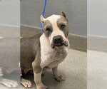 Small American Staffordshire Terrier Mix