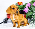Small #5 Dachshund