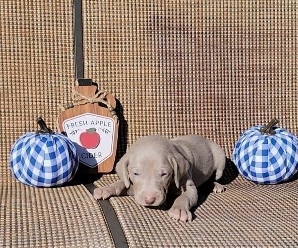Medium Photo #36 Weimaraner Puppy For Sale in NEWCASTLE, OK, USA