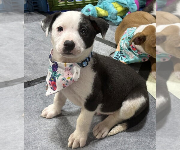 Medium Photo #16 Australian Shepherd-Unknown Mix Puppy For Sale in OKLAHOMA CITY, OK, USA