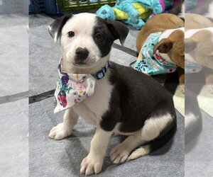 Asher - Male Australian Shepherd-Unknown Mix Dog for Adoption - Photo #16