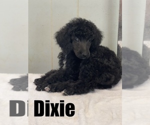 Poodle (Standard) Puppy for sale in BURNSVILLE, NC, USA