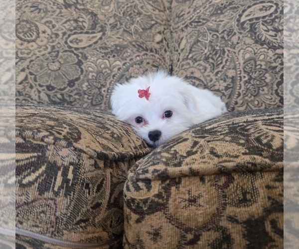 Medium Photo #1 Maltese Puppy For Sale in SANTA CLARITA, CA, USA