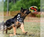 Small Photo #2 German Shepherd Dog Puppy For Sale in CLEVELAND, TN, USA
