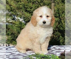 Bernedoodle-Poodle (Standard) Mix Puppy for sale in NARVON, PA, USA