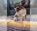 Small Photo #6 Pomsky Puppy For Sale in KANSAS CITY, KS, USA