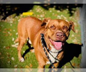 Boxer-Unknown Mix Dogs for adoption in Orlando, FL, USA