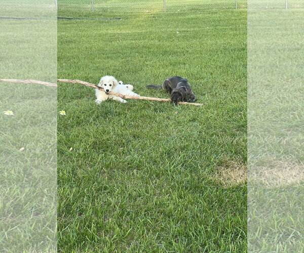 Medium Photo #4 Great Pyrenees-Unknown Mix Puppy For Sale in Germantown, OH, USA