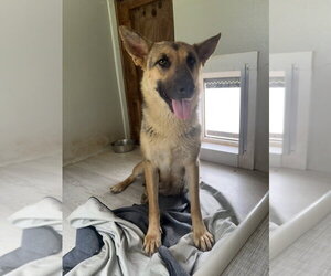 German Shepherd Dog Dogs for adoption in Bolivar, MO, USA