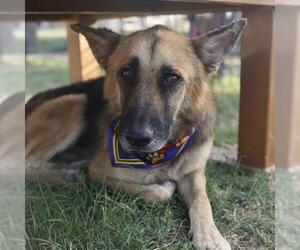 German Shepherd Dog-Unknown Mix Dogs for adoption in San Antonio, TX, USA