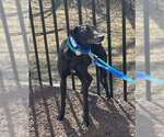 Small #1 Greyhound