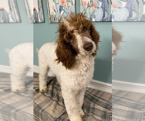 Medium Photo #3 Poodle (Standard) Puppy For Sale in DUNCAN, OK, USA