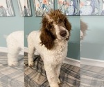 Small Photo #3 Poodle (Standard) Puppy For Sale in DUNCAN, OK, USA