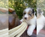 Small Photo #35 Australian Shepherd Puppy For Sale in ARBA, IN, USA