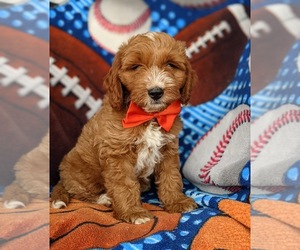Goldendoodle-Poodle (Miniature) Mix Puppy for sale in KIRKWOOD, PA, USA