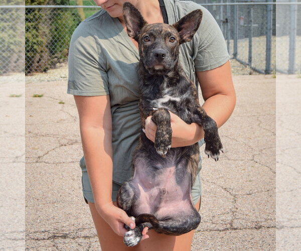Medium Photo #4 Bo-Dach Puppy For Sale in Huntley, IL, USA