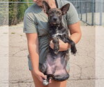 Small #3 Bo-Dach