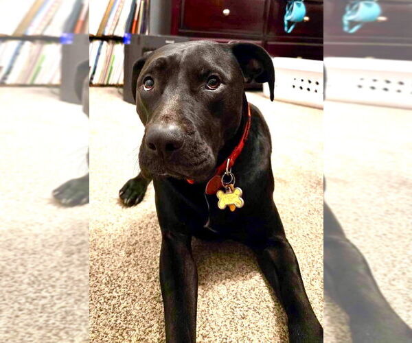 Medium Photo #5 Labrador Retriever-Unknown Mix Puppy For Sale in Bullard, TX, USA