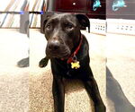 Small #4 Labrador Retriever Mix