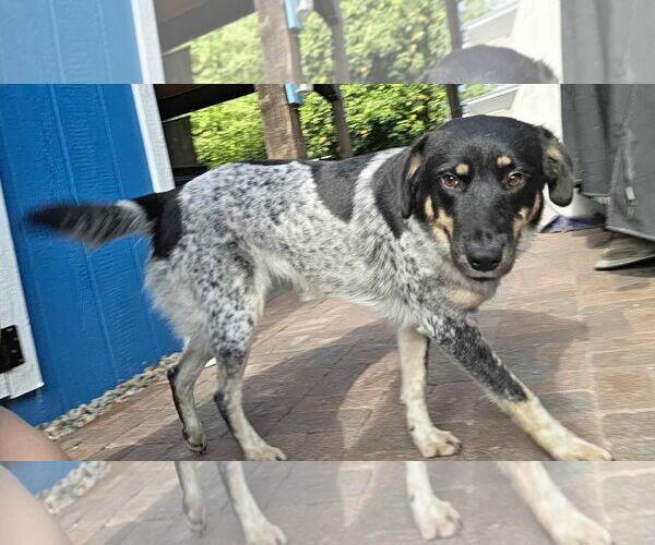 Medium Photo #1 Mutt Puppy For Sale in Tempe , AZ, USA